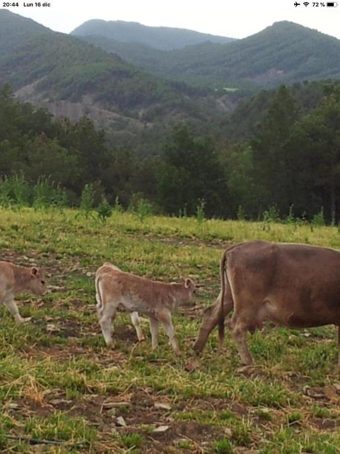 Vistas A La Montana En Un Pueblo Con Encanto. El Pueyo de Araguás Eksteriør billede